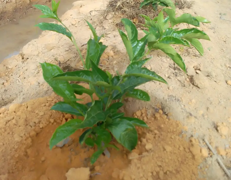 Mudas pequenas de maracujá em área recém-preparada