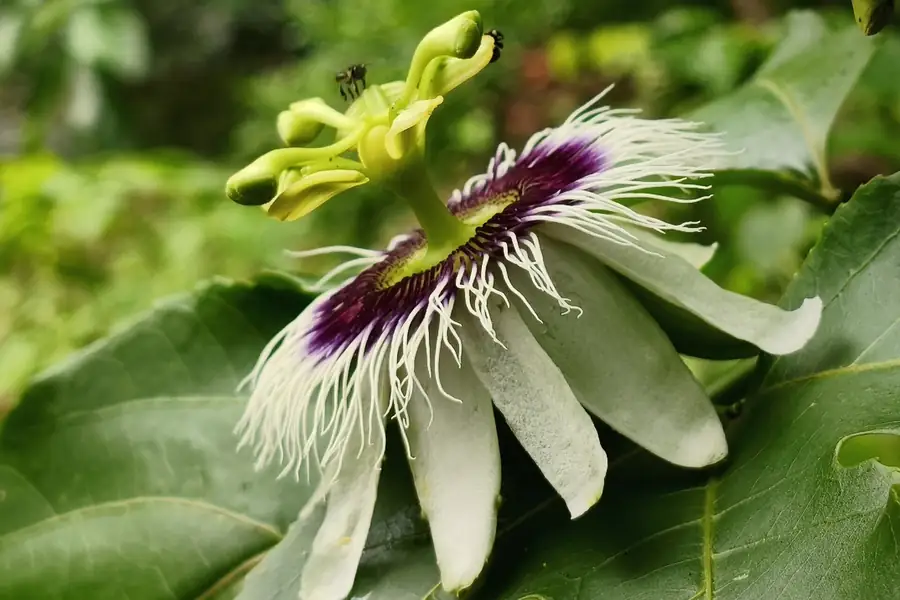 Abelhas polinizando flor de maracujá