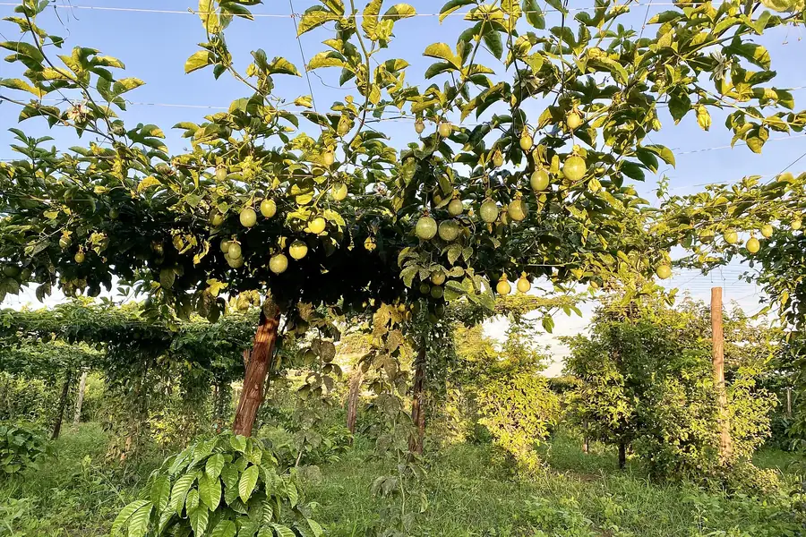 Lavoura de maracujá carregada de frutos em espaldeira